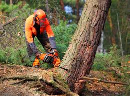 Best Tree Risk Assessment  in Groton, SD